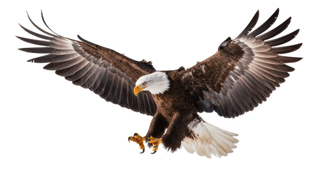 Majestic bald eagle with spread wings talons extended, isolated on transparent background