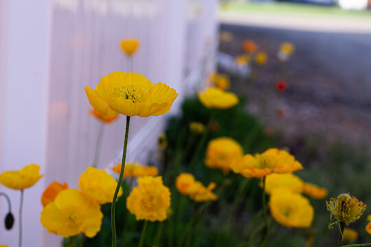 Bright Yellow Icelandic Poppies In Back Alley