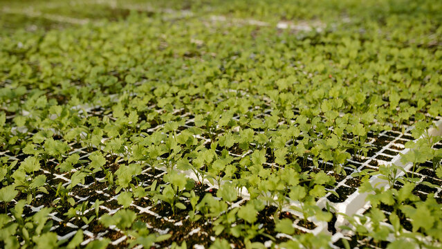 Fresh Greens in Greenhouse