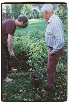 An adult grandson and his grandfather are digging potatoes