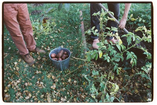 An adult grandson and his grandfather are digging potatoes