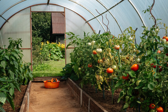 Ripe tomatoes growing inside a greenhouse with garden tools