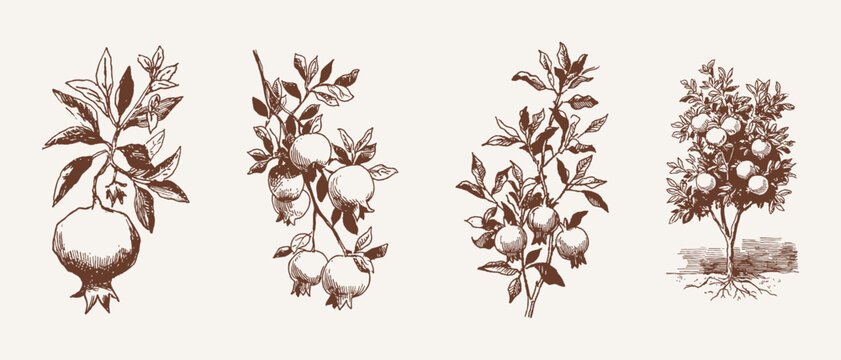 Orange branch fruit botanical leaves citrus vintage set. Composition features oranges on branches and clustered foliage elements. Illustrations for packaging and pattern, hand drawn pencil vector styl