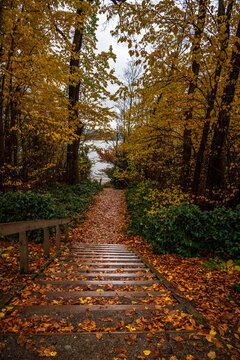 Stairs covered in Autumn leaves leading to a lake. 