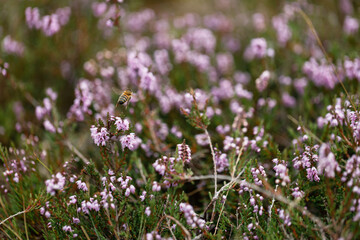 Fototapeta premium Honey bee in flight over blooming heather