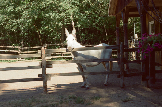 Portrait of a donkey