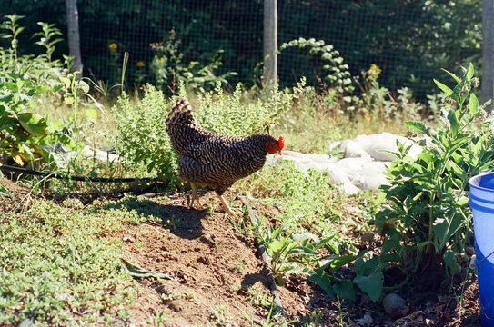 Hen in a vegetable garden