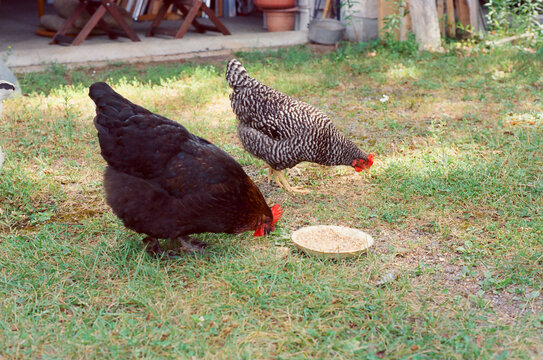 Hens in a garden