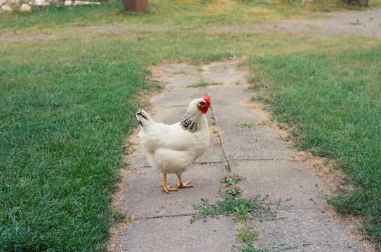 Hen walking around in a garden