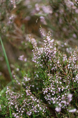 Obraz premium Heather stems with pink flowers and soft bokeh