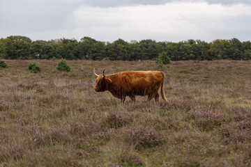Fototapeta premium Highland cow on blooming heathland in the Netherlands