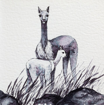 Ink art of vicunas