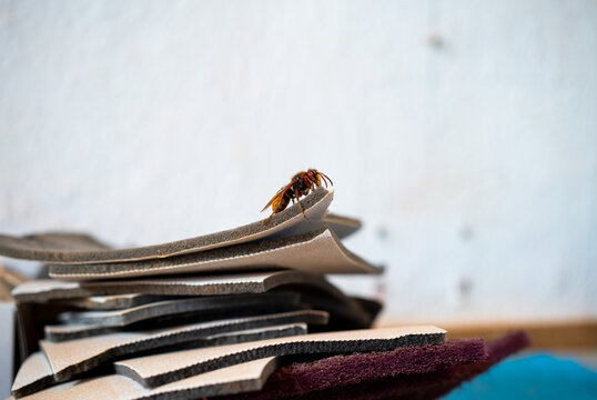 A wasp on some sand paper 
