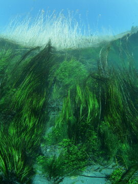 a green grass river underwater with moving algae
