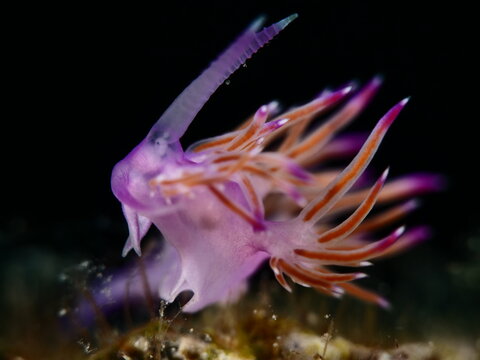 nudibranch underwater flabellina sea slug 