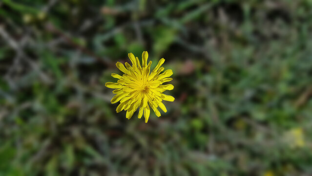 Vibrant Yellow Hawkweed Flower Blooming in the Wild Meadow Background