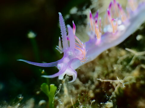 nudibranch underwater flabellina sea slug 