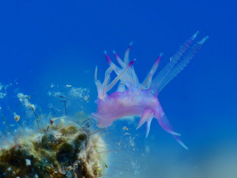 nudibranch underwater flabellina sea slug 