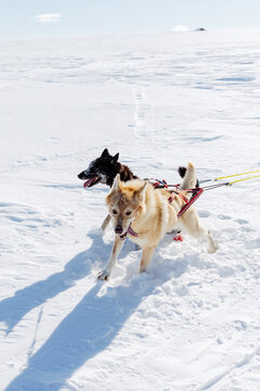 sleddog leaders eager to go