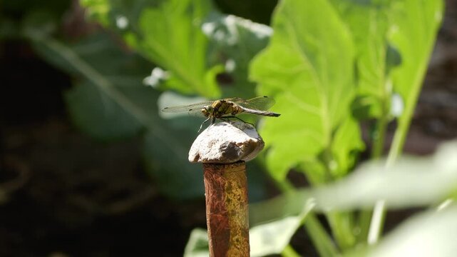 Dragonfly On A Stone
