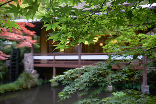 Beautiful Japanese Garden Scene Green Maple Leaves