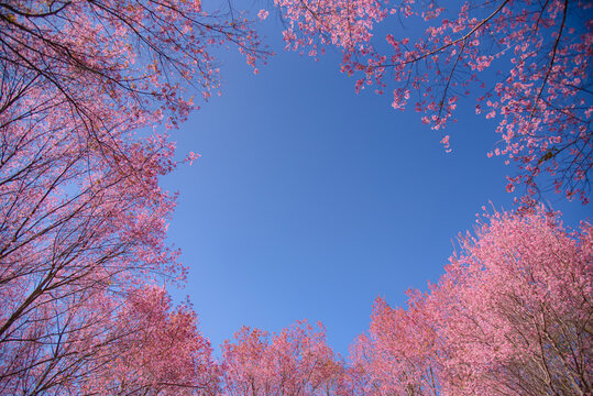 Stunning low angle view of pink Wild Himalayan Cherry blossoms framing a clear blue sky. Beautiful cherry blossom trees in full bloom during the winter season in the mountains of Northern Thailand.