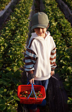 Chinese boy picking strawberries in a strawberry field.
