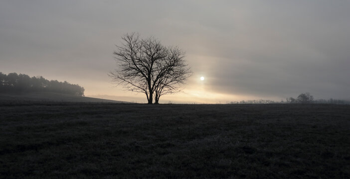 lonely trees on the fild at dawn