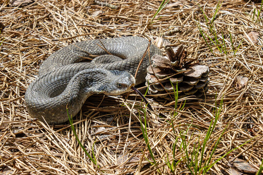 tan colored eastern hognose snake Heterodon platirhinos coiled next to pine cone with hood and tongue testing air sunlit on dry pine needled ground