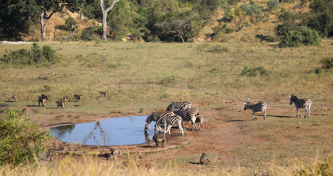 Steppenzebra und B&auml;renpavian / Burchell's zebra and Chacma baboon / Equus quagga burchellii et Papio ursinus