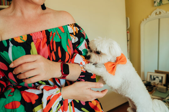 Small white dog reaching woman&acirc;s arm indoors