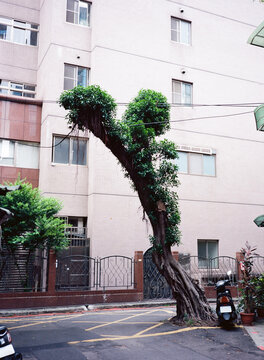 A tree growing back 
