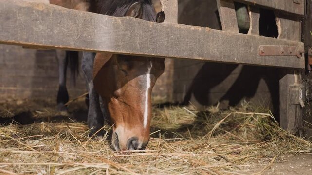 Farm mare gazes quietly through gate slats. Calm horse surveys surroundings in rustic barn during evening. Quiet rural barn scene with mare peering through gate harnessed by soft evening glow