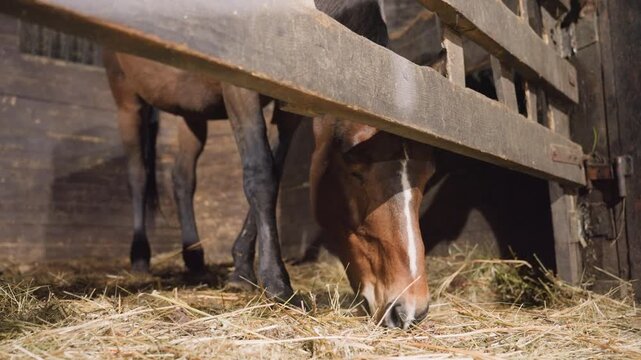 Brown horse head under stall eating hay, closeup muzzle and nostril showing gentle chewing, warm light on wooden boards, straw dust floating, quiet farm scene with caretaker implied, pastoral calm