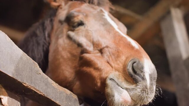 Closeup horse muzzle chewing hay dust, hay particles and saliva flying from lips, tongue flick and snort capture lively barn moment, rafters and warm light frame humorous character study, energetic