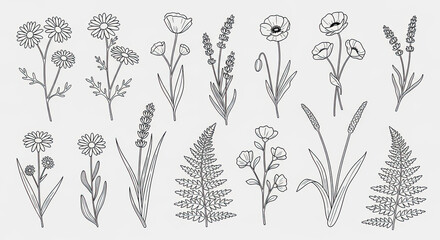 Delicate botanical line art featuring wildflowers ferns lavender and poppy illustrations in a minimalist style on a white background © Salman