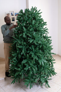 Man Sets up a Large Green Christmas Tree in a Home