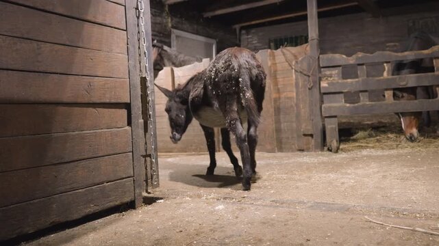 Donkey exiting empty stall at night, shavings and dust fall from coat as animal steps across strawstrewn floor, rustic gate and wooden fences in background, slow solitary movement, calm reflective
