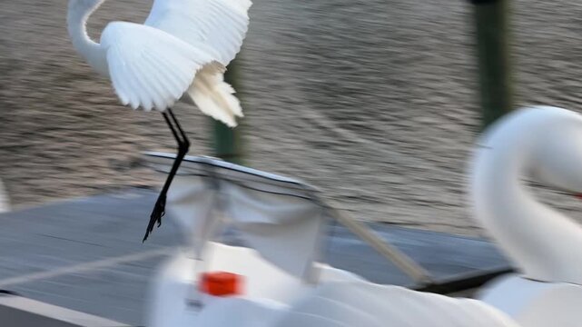 A white heron bird flies low over calm water creating a peaceful nature scene. The image captures wildlife in motion above a lake or river.