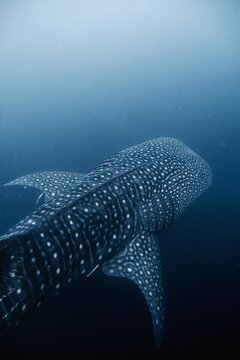 Whale Shark