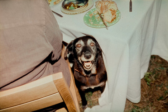 Dining guard 