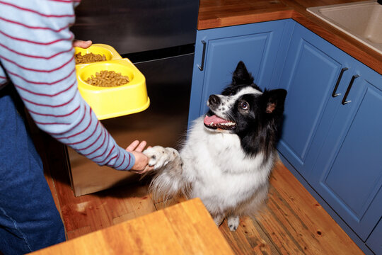 Paw command practice