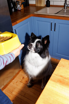 Kibble time