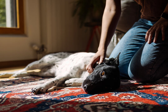 Person Pets Black and White Dog on Vibrant Rug