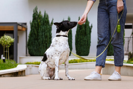 Person With Leash Walking Dog In Modern Courtyard