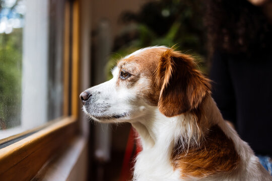 Beagle Gazing Out Window At Home