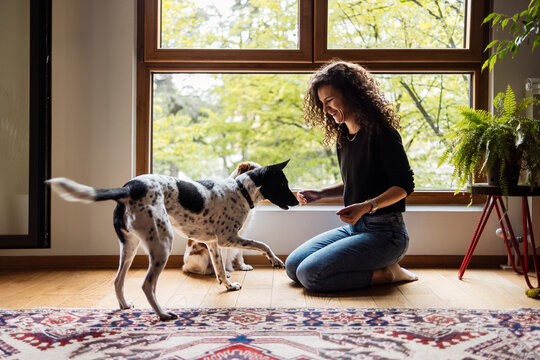 Woman Plays With Dog Inside Home By Window