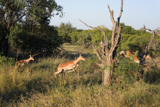 Schwarzfersenantilope / Impala / Aepyceros melampus