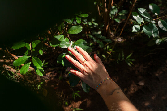 hand touching plant sunlit 