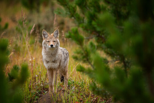 Coyote